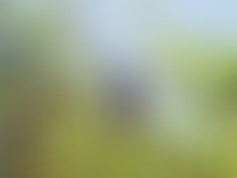 My Woodpeckers of Thailand