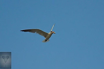 Caspian Tern at Pak Thale