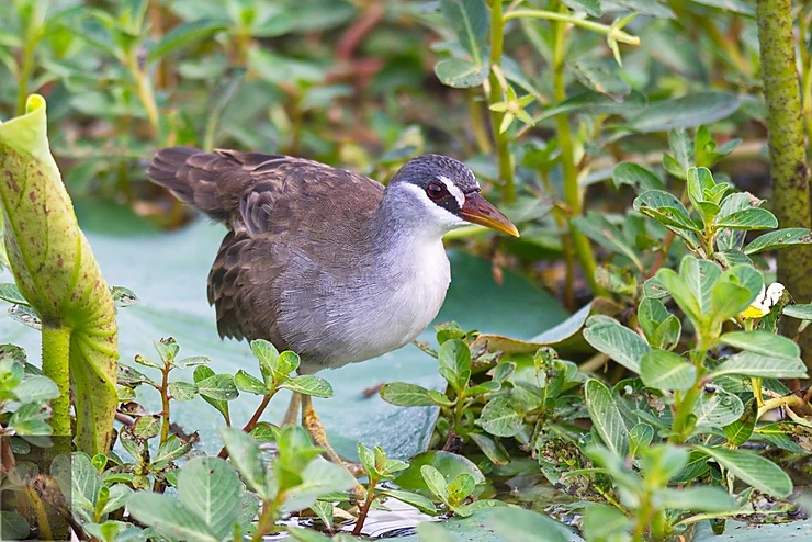 White-browed Crake