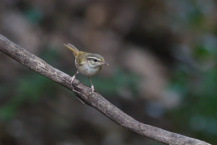 Pale-legged or Sakhalin leaf Warbler at Kaeng Krachan NP