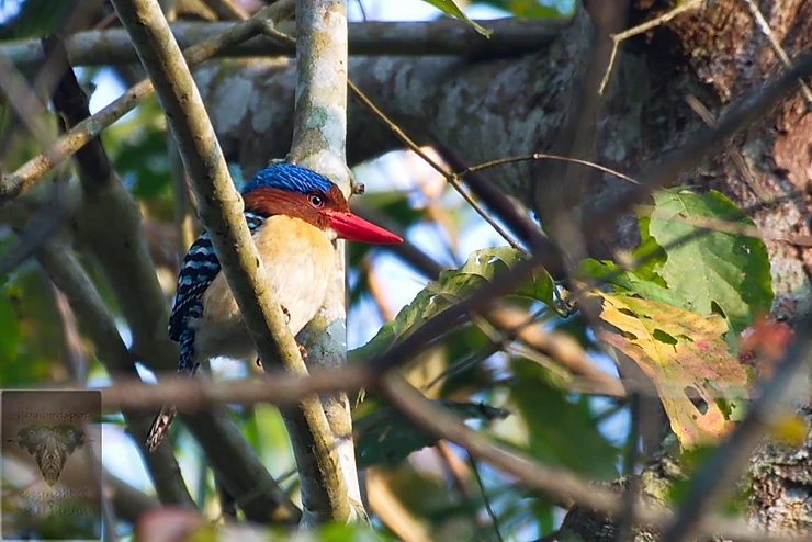 Banded Kingfisher at Kaeng Krachan