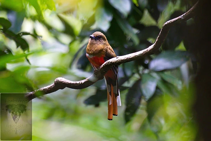Red-Headed Trogan at Kaeng Krachan