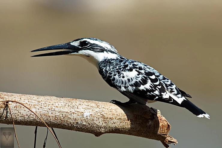Pied Kingfisher at Bang Ban