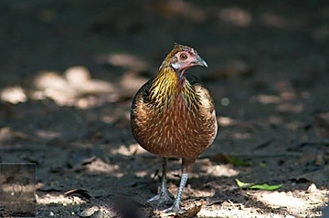 Red Jungle Fowl