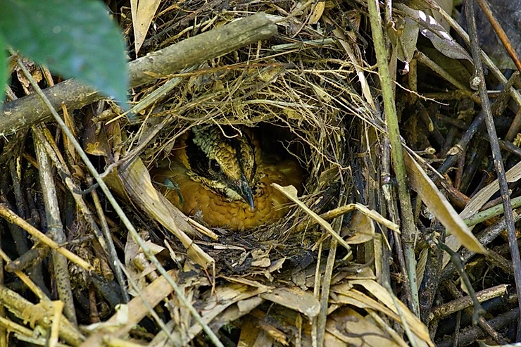 Eared Pitta at Kaeng Krachan