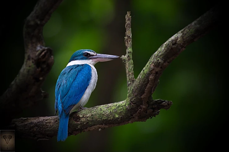 Collared Kingfisher. (Todirhamphus chloris)
