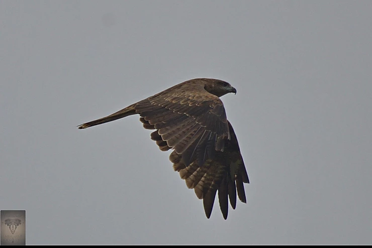 Black Kite at Pak Phli