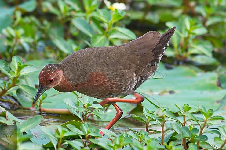 Ruddy-Breasted Crake