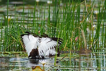 Pheasant-Tailed Jacana