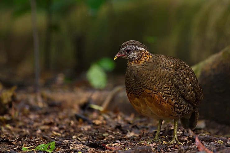Scaly-Breasted Partridge at Ratchaburi