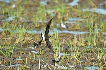 Wagtail vs Pratincole