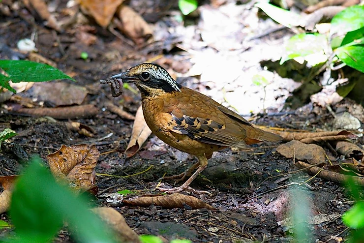 Eared Pitta at Kaeng Krachan