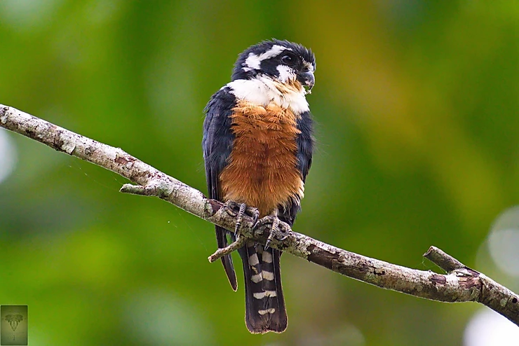 Black-Thighed Falconet at Kaeng Krachan NP