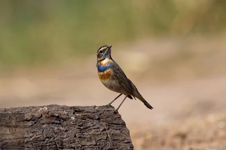 Bluethroat at Pak Phli