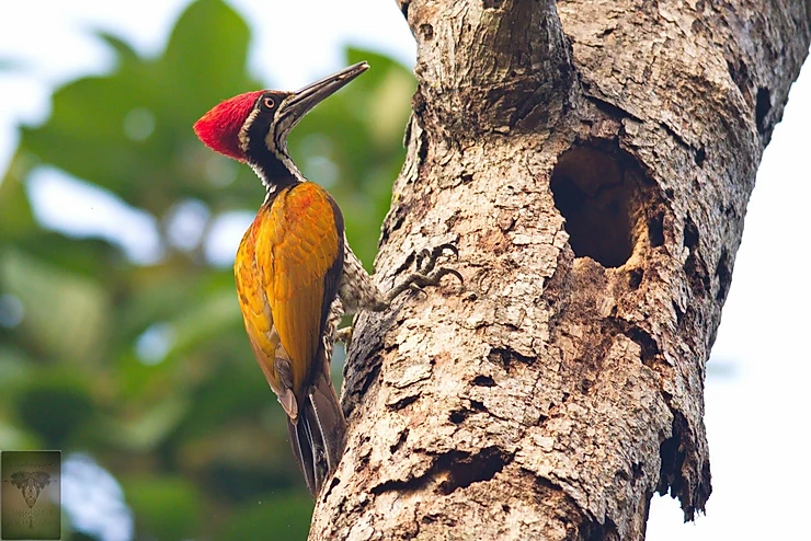Greater Flameback (Chrysocolaptes guttacristatus)