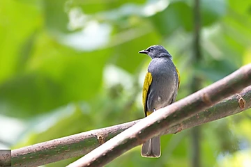 Grey-Bellied Bulbul at Hala Bala