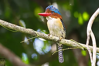 Khao Sok National Park-Banded Kingfisher.