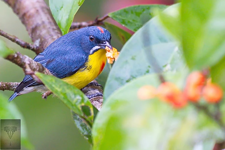 Crimson-Breasted Flowerpecker at Hala Bala
