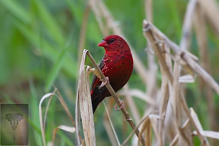 Red Avadavat at Lat Krabang