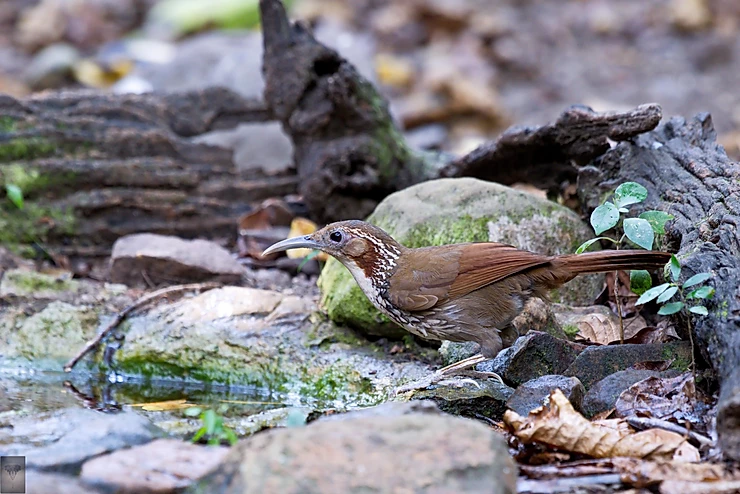 Large Scimitar Babbler at Kaeng Krachan