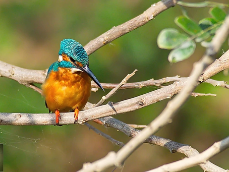 My Kingfishers of Thailand