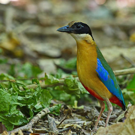 My Pittas of Thailand