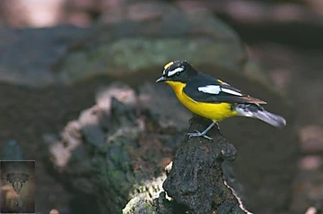 Yellow-rumped Flycatcher