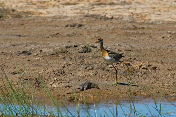Juvenile Bronze-winged Jacana