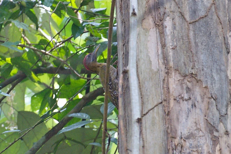 Laced Woodpecker (Picus vittatus)