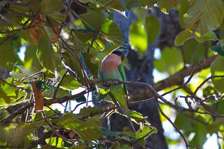 Red-breasted Parakeet at Huai Kha Khang