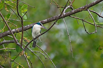 Collared Kingfisher at Pak Thale