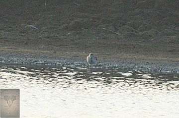 Spoon-billed Sandpiper at Pak Thale