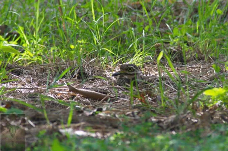 Indian Stone-Curlew at Puttamonton Park