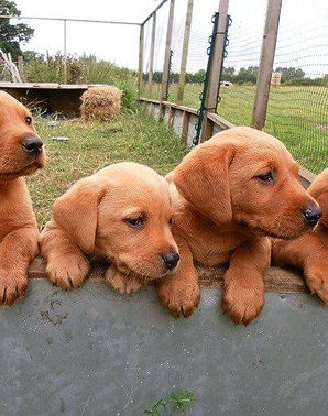 Fox Red Labrador puppies