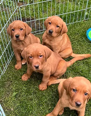 Fox Red labrador puppies