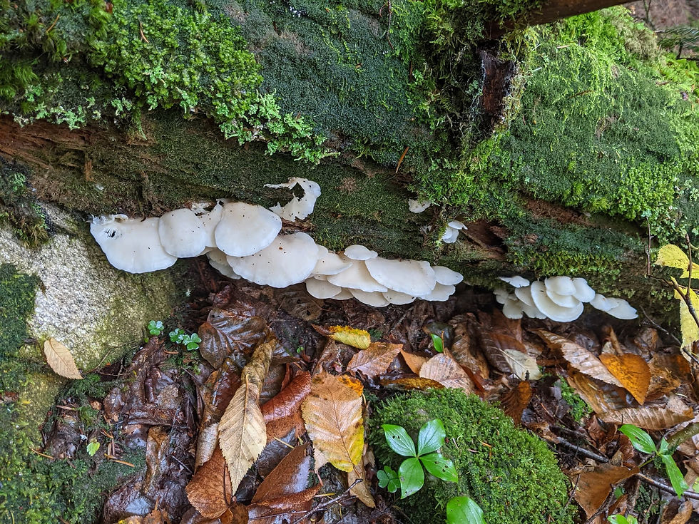 Mushroom Walk with SCT