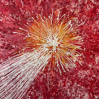 Starburst.JPEG