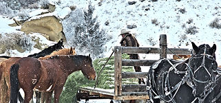 feeding horses with team.jpg