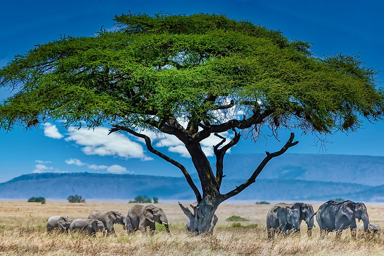 A group of elephants in front ofa big green tree wilderness in Uganda
