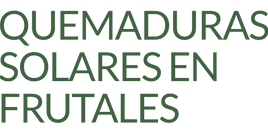 Quemaduras solares en frutales