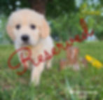 Jane, English Golden Retriever puppy headed to Fargo, North Dakota