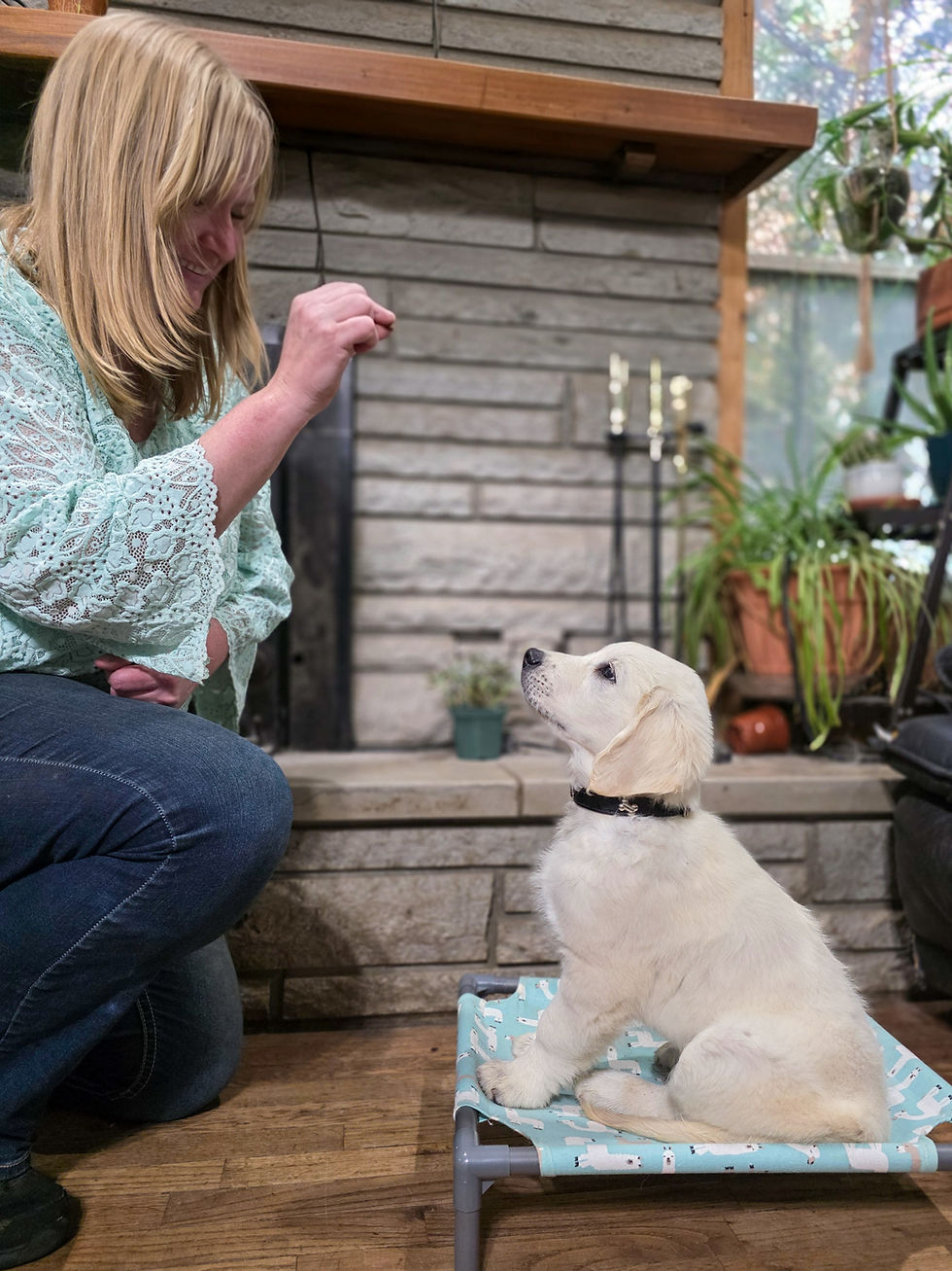 Professional puppy trainer Sarah Cochran teaching focus and communication using positive reinforcement in the Training the Puppy in Front of You online course.