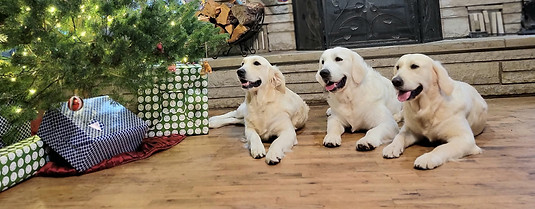 Dolly, Reba, and Willie, three English Cream Golden Retrievers from SDG Goldens, peacefully resting by a beautifully decorated Christmas tree, capturing the warmth and charm of the holiday season.