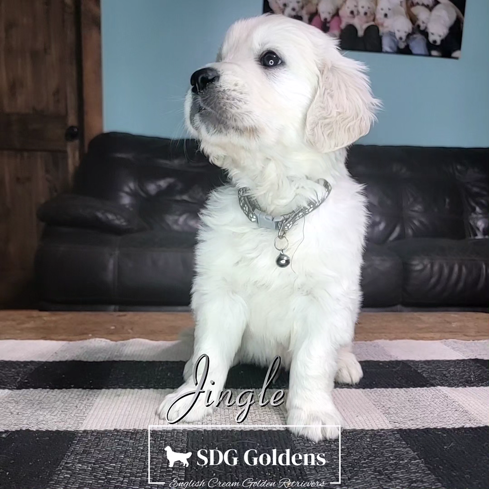 English Cream Golden Retriever Puppies