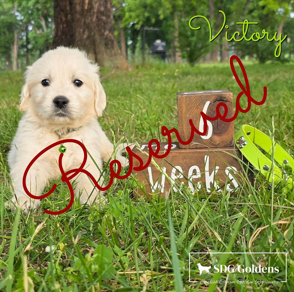 Victory, English Golden Retriever puppy headed to Centerton, Arkansas
