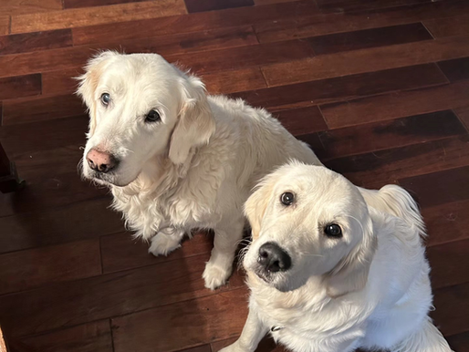 SDG Family Check-In: Oakley and her older sister Finnegan 🥰