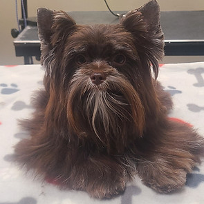Chip is our charming Chocolate Yorkie who carries the parti gene with his long flowing hair