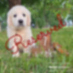 Bingley, English golden puppy headed to Severance, Colorado