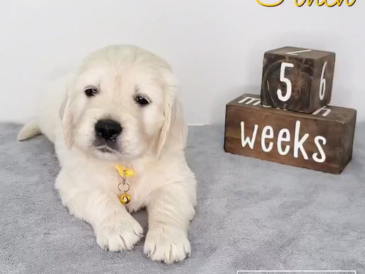 Update: Puppies are 5 Weeks!