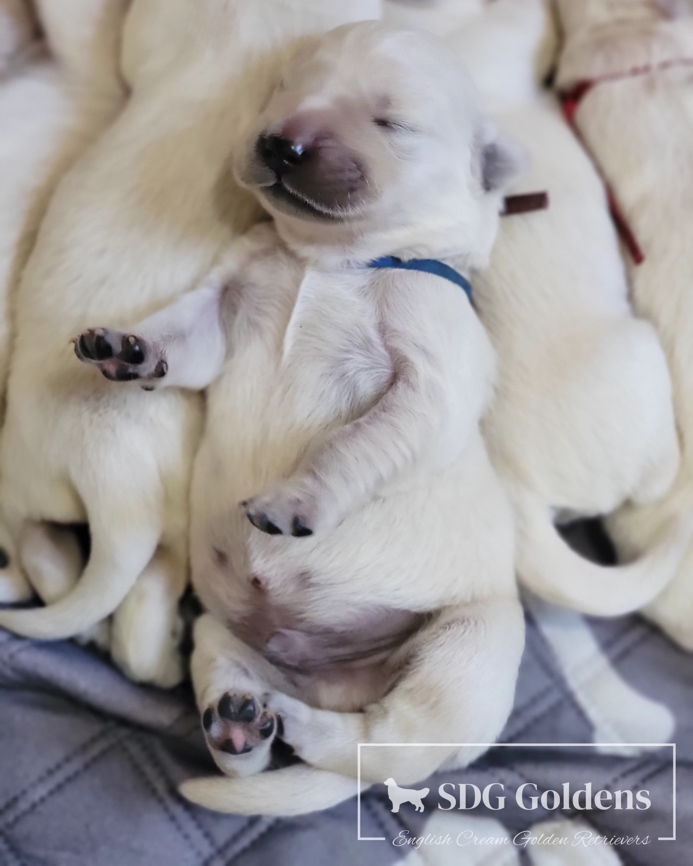 English Cream Golden Retriever Puppies for sale